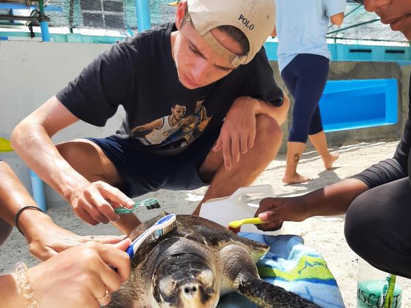 Family volunteering with turtles in the Maldives