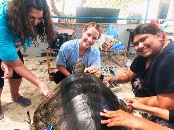 Turtle conservation in the Maldives