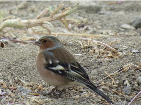 Ladakh bird watching tour, India | Responsible Travel