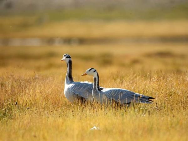 Ladakh bird watching tour, India | Responsible Travel